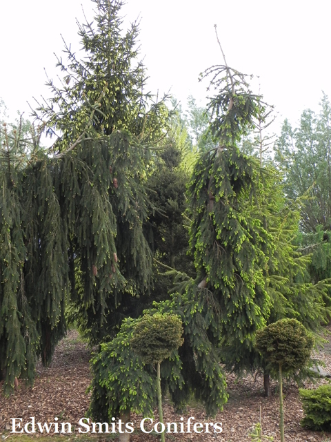 Picea abies 'Bad Orb'